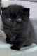 Chaton british shorthair