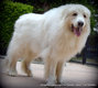 Patou ( Chien de Montagne des Pyrénées ) à...