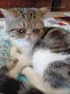 Chaton exotic shorthair (persan poil court)