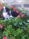 Chiots border collie à vendre