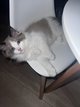 Ragdoll