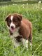 Chiots Border Collie à la ferme