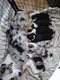 Magnifique chiot élevé en famille
