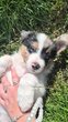 Magnifique chiot élevé en famille