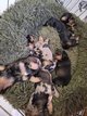 Chiot standard poils dur
