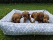 Caniche chiots à vendre