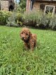 Caniche chiots à vendre