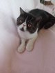 Femelle exotic shorthair(persan poil court)