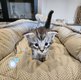 Maine coon