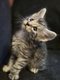 Maine coon