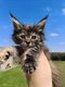 Chatons Maine Coon
