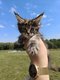 Chatons Maine Coon