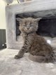 Bébé Maine coon à vendre