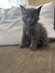Bébé Maine coon à vendre