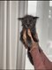Maine coon xxl à vendre