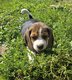 Magnifiques chiots beagle