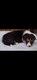 Magnifiques corgis pembroke