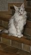 Chatte [cherche] famille calme et aux petits soins