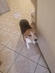 Beagle de 1 ans et 4 mois