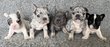 Magnifiques chiots bouledogues français