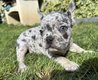 Magnifiques chiots bouledogues français