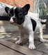 Magnifique chiot bouledogue français