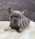 Magnifiques chiots bouledogues français