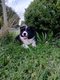 Chiot femelle border collie