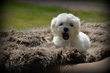 Chiots Bichon Maltais nain