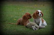 Chiots Cavalier King Charles Spaniel