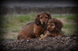 Chiots Teckel poil long