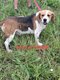 Couple beagle a Donner