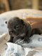 Magnifique bouldogue francais