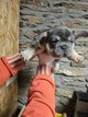 Magnifique bouldogue francais