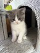 2 chatons