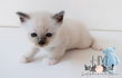 Birman Bleu point