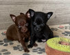 3 amours de mini pomchis prêts pour le départ