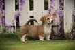 Welsh Corgi Pembroke - Mira - 3 mois
