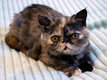 Chatons exotiques à vendre