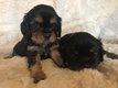 Très beau chiots Cavalier King Charles noir&feu
