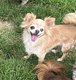 Femelle chihuahua à donner contre bon soins