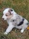 Magnifiques chiots Border Collie