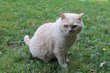 A donner male de 3 ans