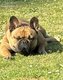 Bouledogue femelle de 2 ans de couleur fauve...