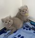 Très beaux British Shorthair