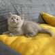 Très beaux British Shorthair