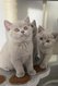 Très beaux British Shorthair