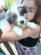 Chiot berger australien