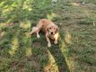 Chien Golden retriever
