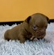 Chiot bouledogue français